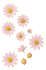 daisy flower on white background