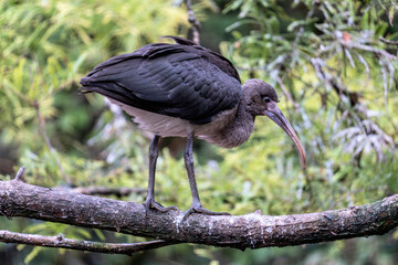 juvenile scarlet ibis (Eudocimus ruber) on a branch