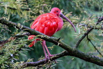 scarlet ibis (Eudocimus ruber) on a branch