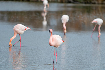 pink flamingos in the water