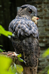 Eurasian eagle-owl (Bubo bubo) on a tree stump