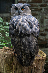 Eurasian eagle-owl (Bubo bubo) on a tree stump