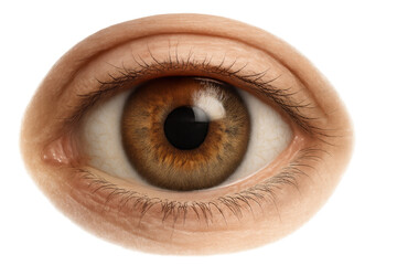 Human brown eye with iris, pupil, and eyelashes showing vision, sight, and looking, isolated on transparent background