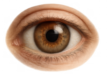 Human brown eye with iris, pupil, and eyelashes showing vision, sight, and looking, isolated on transparent background