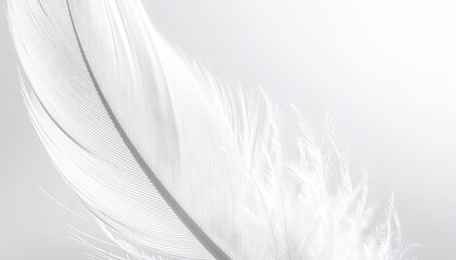 Close up of a delicate white feather with intricate details and soft lighting against a minimalist bright background