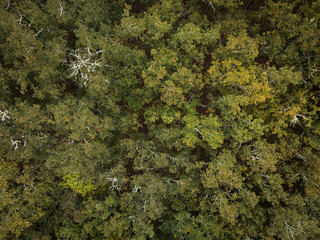 Aerial shot directly above a forest canopy