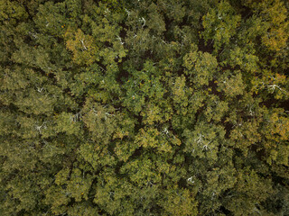 Aerial shot directly above a forest canopy
