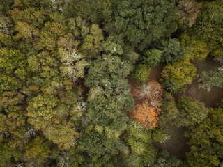 Aerial shot directly above a forest canopy