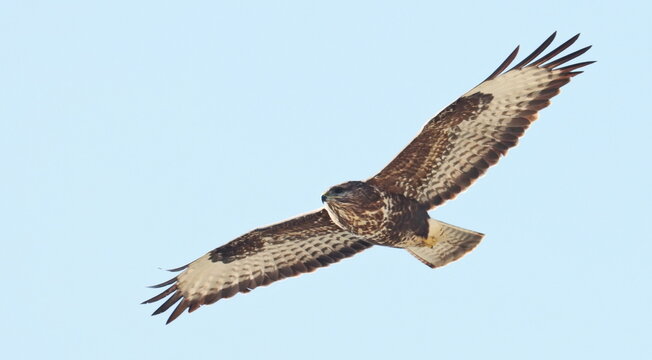 Common Buzzard in flight Buteo buteo, birds of Montenegro