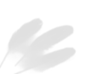 White Feather Shadow