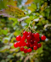 red currant bush