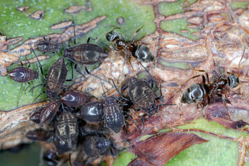 Rose stem aphid, Maculolachnus submacula. A colony of wingless individuals on a rose shoot in the garden.