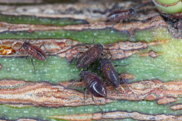 Rose stem aphid, Maculolachnus submacula. A colony of wingless individuals on a rose shoot in the...