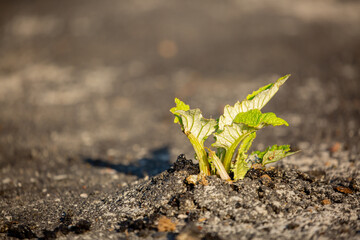 A plant sprout breaks through the asphalt. Strength and endurance in nature. The concept of business breakthrough, ideas and opportunities.