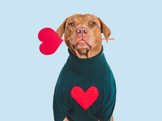 Cute dog and red heart. Beautiful greeting card. Close-up, indoors. Studio shot. Congratulations for family, relatives, loved ones, friends and colleagues. Pets care concept