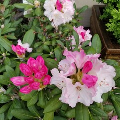Yaku Princess Rhododendron