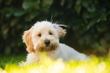 Maltipoo Puppy Portrait with Bright Yellow Foreground Bokeh