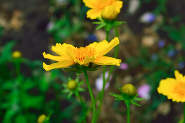 close-up - a beautiful yellow flower that looks like a small daisy blooming in the garden of a house