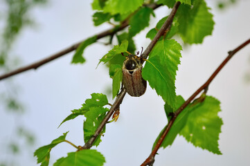 A May beetle sits on a birch leaf