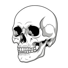 Anatomical Human Skull Side View Realistic Stock Image for Medical and Science