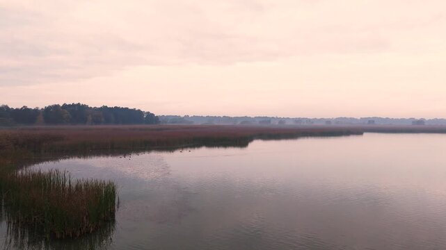 Low drone flight over cattails revealing a calm pond with wild ducks. Smooth cinematic motion, peaceful nature atmosphere and wildlife in Poland.