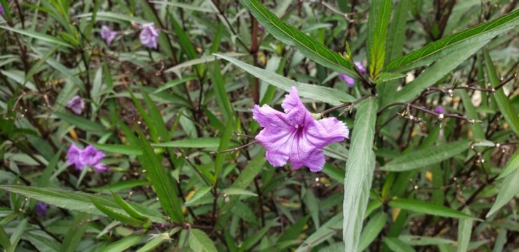 purple crocus flowers - Powered by Adobe