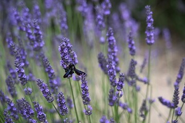 Fototapeta premium France, Provence - detailed view of a Carpenter bee inside lavender