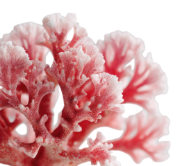 Close-up of delicate coral branches.  Pink and white coral formations