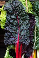 Fresh rhubarb stalks with green leaves, organic garden harvest.
