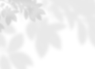 Forest Leaf Shadow Background