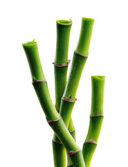 Obraz premium Close-up of three vibrant green bamboo stalks intertwining. Strong, natural, and healthy-looking. Focus on the texture and shape of the nodes and culms