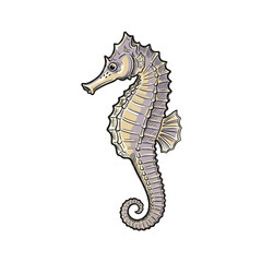 Fototapeta premium Seahorse illustration with intricate details and soft colors 