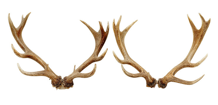 鹿ツノ」の写真素材 | 558,221件の無料イラスト画像 | Adobe Stock