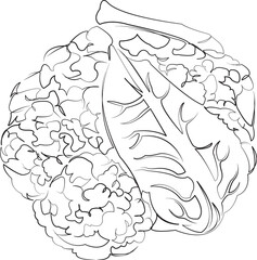 Fototapeta premium One continuous line drawing on white isolated background. Minimalism linear illustration. leaf, cauliflower, isolated, white, green, food, fresh, ingredient, organic, plant