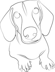 One continuous line drawing on white isolated background. Minimalism linear illustration. pet, dachshund, dog, portrait, domestic, brown, purebred, isolated, studio, white