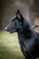 portrait of a dog - walking a dog from an animal shelter
