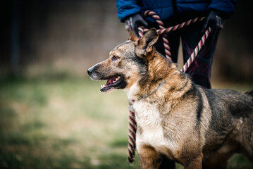 portrait of a dog - walking a dog from an animal shelter