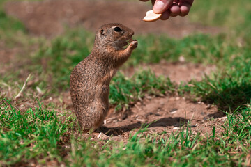 one little squirrels munching on biscuits