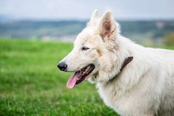 portrait of a white dog