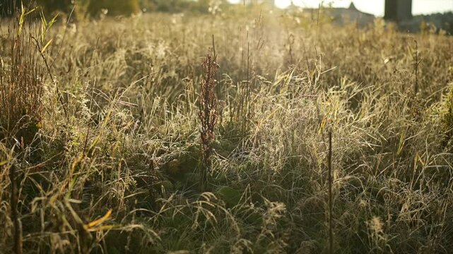 grass in a field on a sunny day,