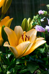 Obraz premium Vibrant yellow lily blooms amidst delicate purple flowers in a lush garden setting during bright daylight