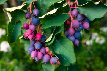 Blue and purple fruit clusters hang from green leaves on a sunny day in a garden during late summer