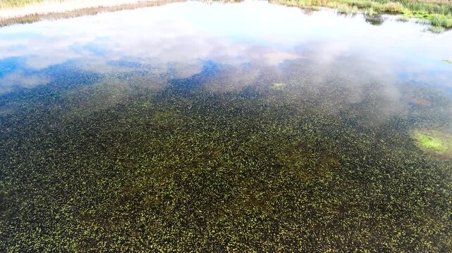 Aerial drone pass over ponds covered with rich aquatic plants, algae and natural green textures. Peaceful wetland scene with organic patterns and calm water in Poland.