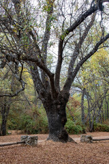 Leafless tree in autumn in the Herreria forest in San Lorenzo d'El Escorial, Madrid province, Spain.