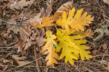 Several oak leaves, some dry and others yellow, fallen on a forest floor