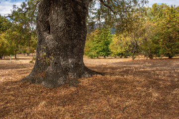 A thick tree trunk and fallen leaves in the Herreria Forest in San Lorenzo de El Escorial, Madrid province, Spain.