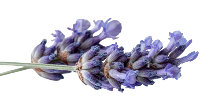 Close-up of a lavender sprig.  Soft, purple blossoms clustered on a light-green stem