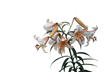 Delicate white and orange lilies with green stems isolated on transparent background
