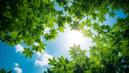 Fototapeta premium Sunlight filtering through vibrant green leaves creates a serene atmosphere in the heart of nature