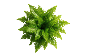 Overhead view of a vibrant fern.  Dense, radiating fronds of bright green fill the center, with a dark background